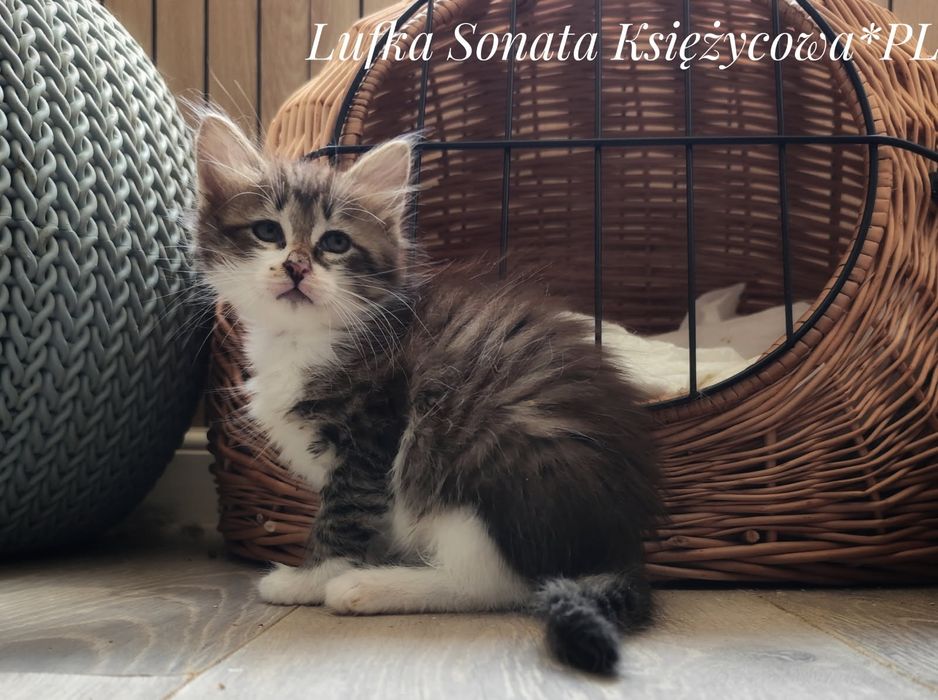 Koteczka syberyjska z rodowodem.