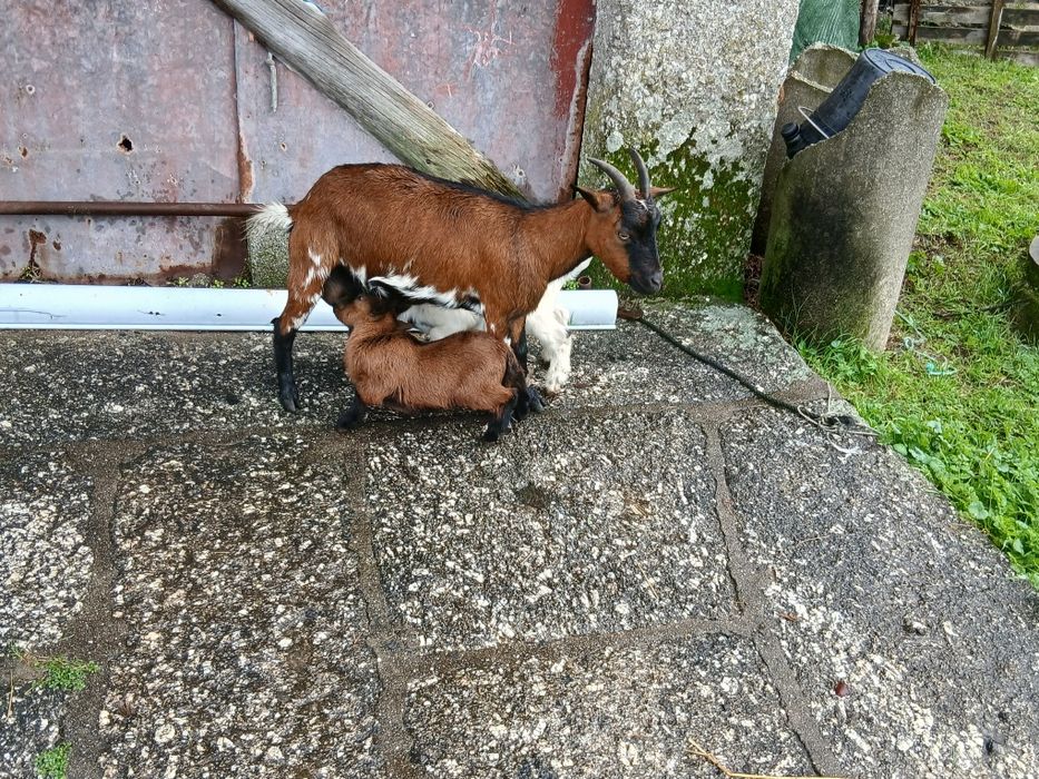 Vendo uma cabra anã com crias