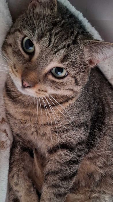 Bury Ozempik szuka bezpiecznej przystani