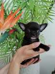 Chihuahua miniatura
