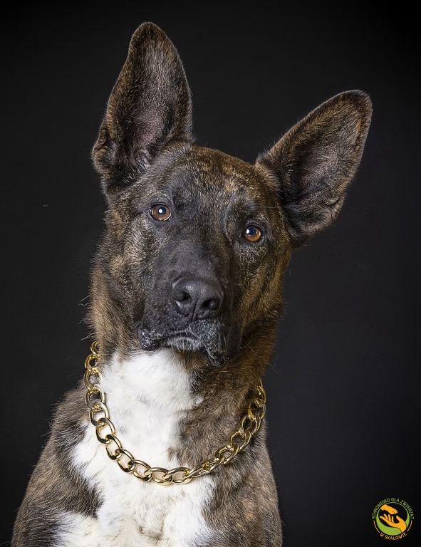 Norman - duży i silny pies do adopcji