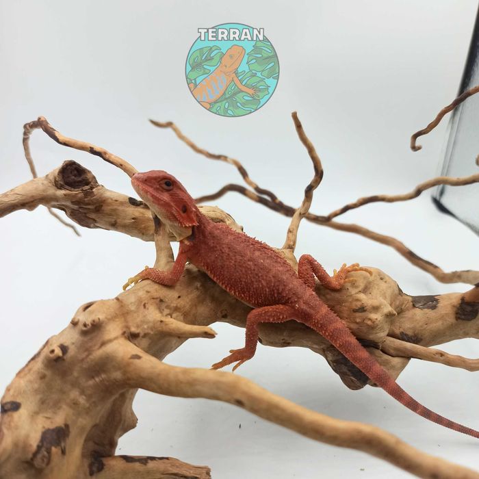 Agama brodata - Jaszczurka dla początkujących gekon zbożowka anolis