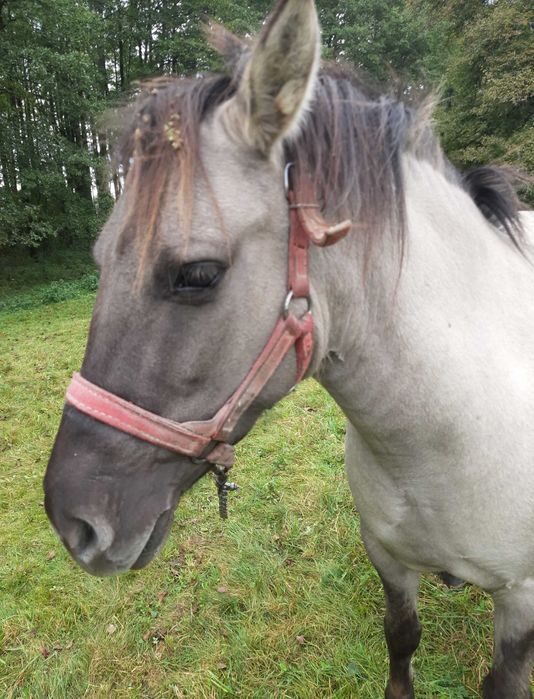 Klaczka konik polski bez próby