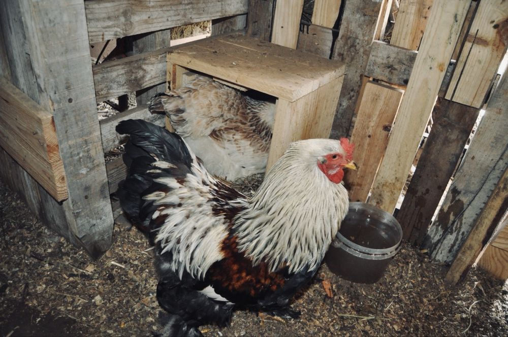 Ovos para Incubação de várias raças e pintos BRAHMA