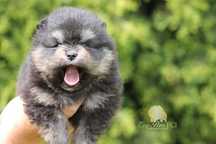 Suczka szpic miniaturowy pomeranian ZKwP FCI