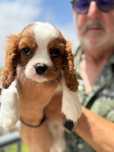 Cavalier King Charles com excelente pedigree