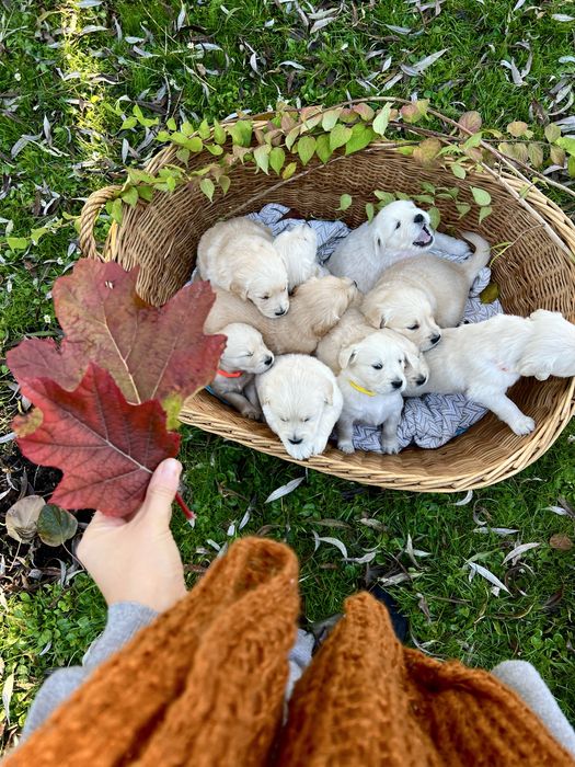 Golden Retriever ZKwP FCI