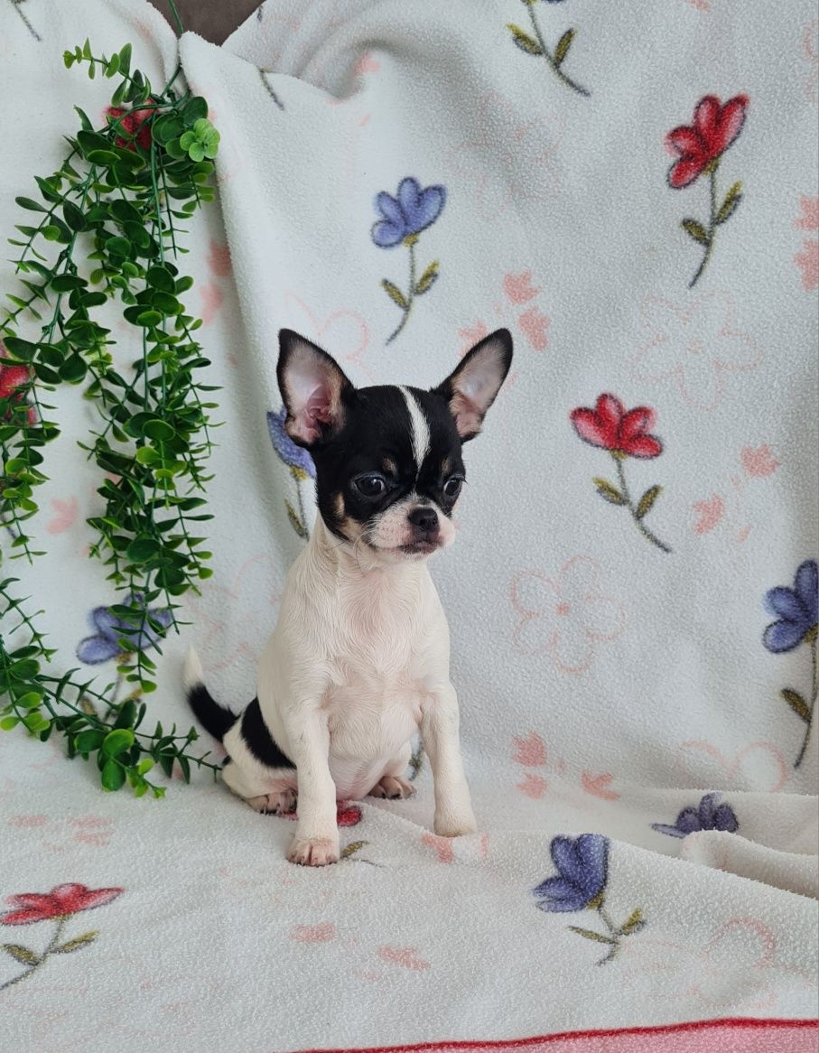 Excelente Chihuahua. Linhagem Russa de Qualidade