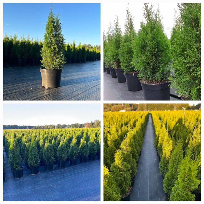 Tuja Thuja Szmaragd 110-120 cm !DONICZKA 10L (NIE 3L)!!