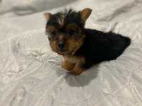 Yorkshire Terrier Miniatura
