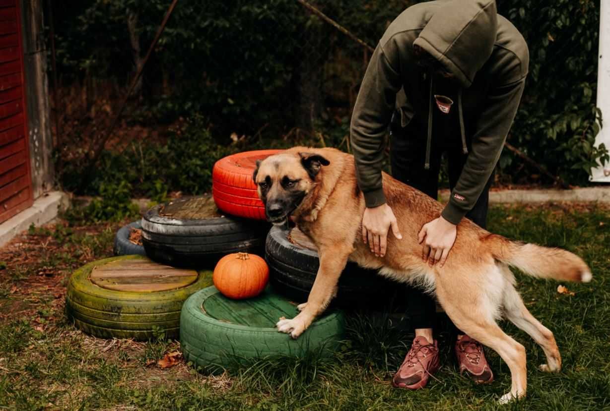 Bystra, pełna energii Gamora poleca się do adopcji!!!