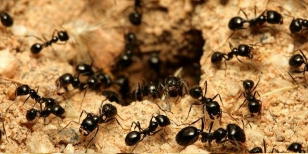 Desinfestação (percevejos, formigas, baratas, térmitas, ratos, etc)