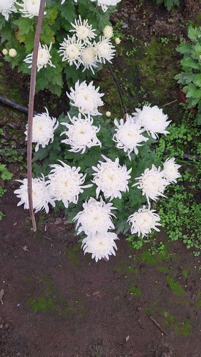 Chryzantemy drobnokwiatowe chryzantemy grubokwiatowe kwiaty doniczki