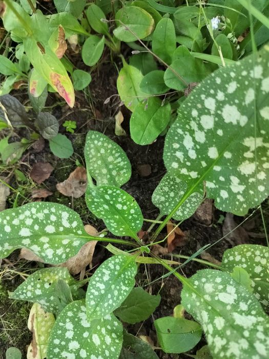 Miodunka -roślina lecznicza