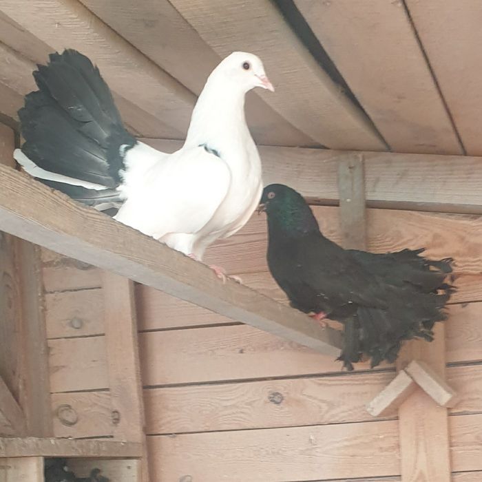 Sprzedam gołębie - pawiki (30 zł/sztuka)