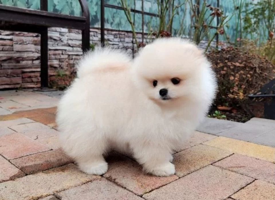 Мальчики мини шпицы