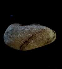 Skamieniałość skamielina koralowiec Favosites denkowiec duży okaz