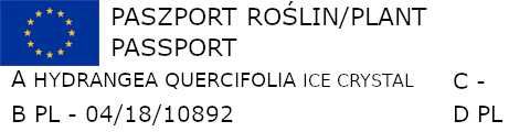 HORTENSJA DĘBOLISTNA Ice Crystal - sadzonki w don.