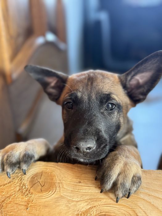Szczeniak Owczarek Belgijski Malinois FCI