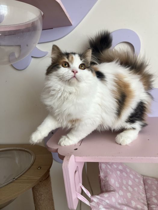 Fêmea Haigland straight/