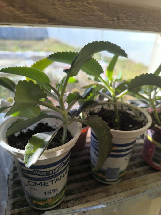 Каланхоє, каланхое