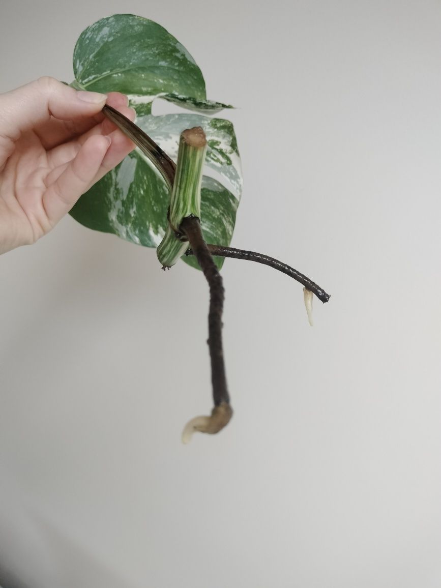 Monstera deliciosa variegata w trakcie ukorzeniania