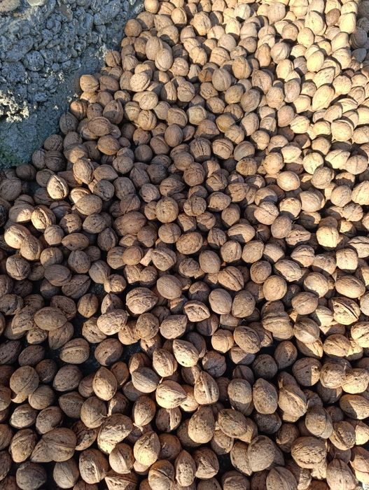 Горіхи грецькі,волоські 2025