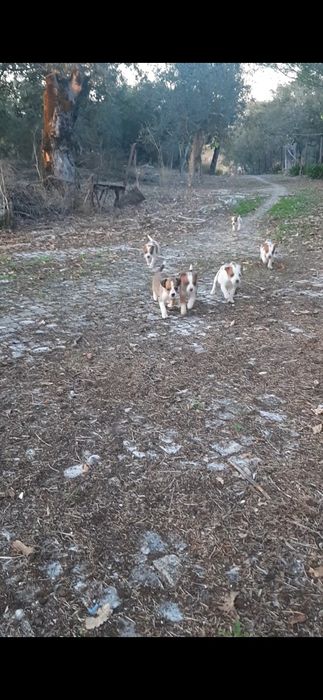Procura-se dono para cachorros