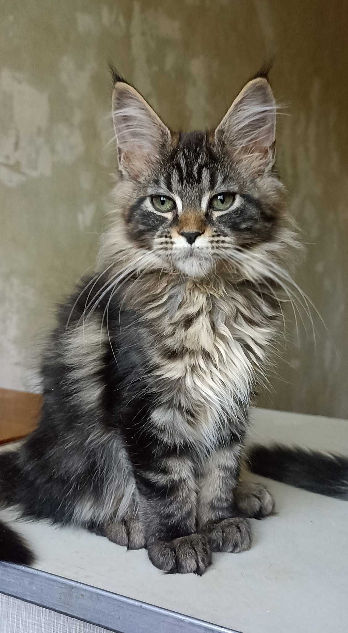 Котенок Мейн Кун