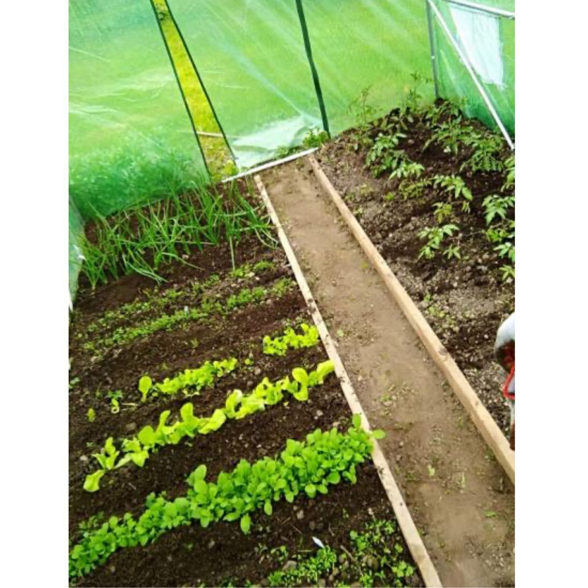 Tunel Foliowy SZKLARNIA 6m² 300x200 cm FOLIAK OGRODOWY