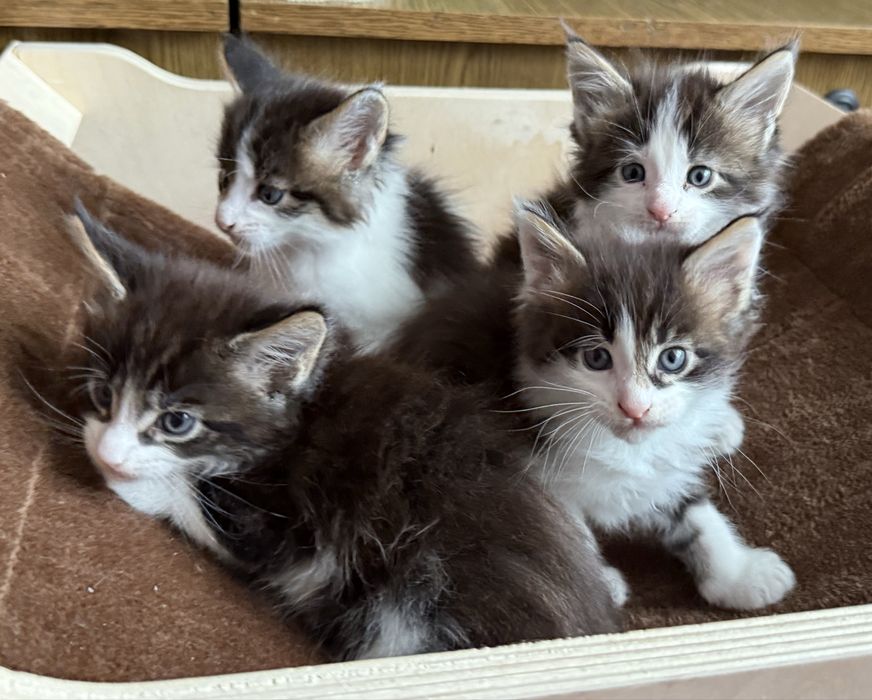 Świąteczny miot Maine Coon – gotowy do odbioru na Boże Narodzenie!