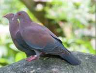 Femea de Pombo Patagioenas oenops