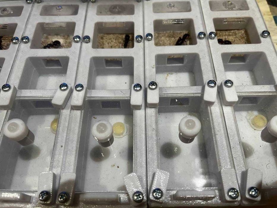 Муравьи Camponotus turkestanicus – купить с муравьиной фермой | 600грн