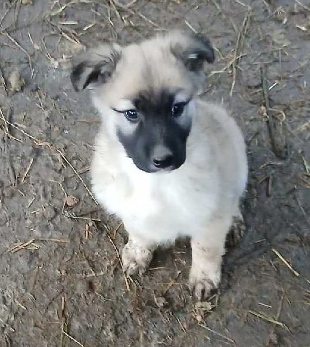 Отдам щенка добрые руки