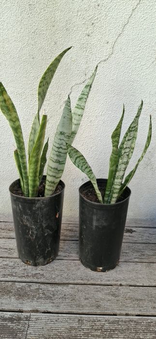 Par de plantas espetada sao jorge