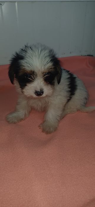 Biewer fêmea miniatura