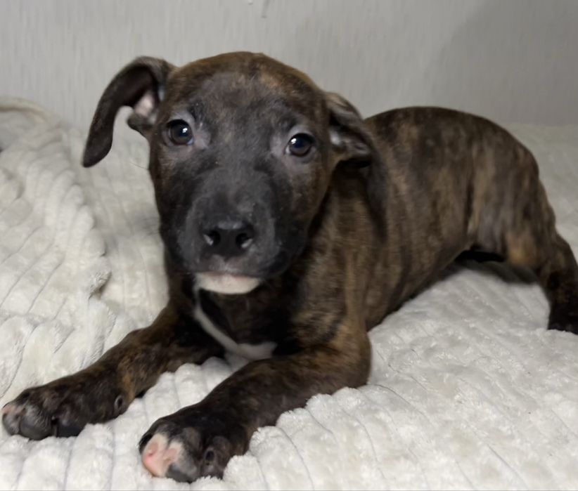 Цуценята амстафа