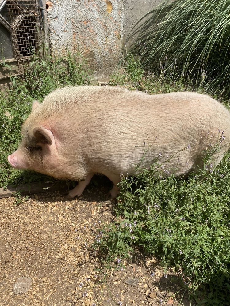 Vendo 2 porcas Vietnamitas