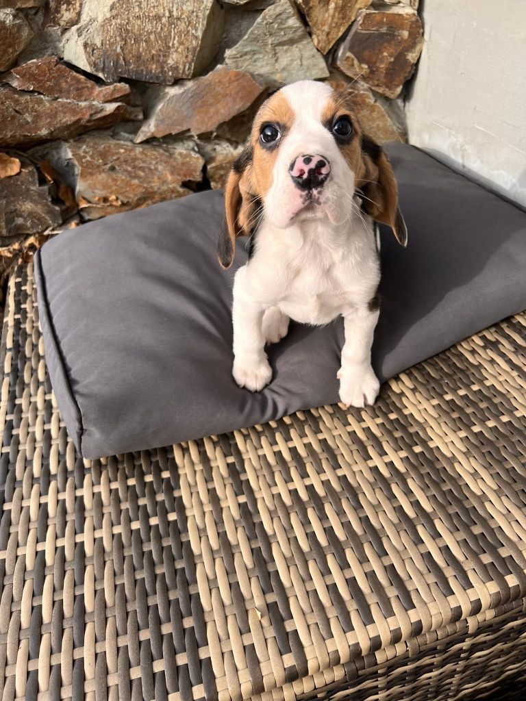 Beagle piesek gotowy do odbioru