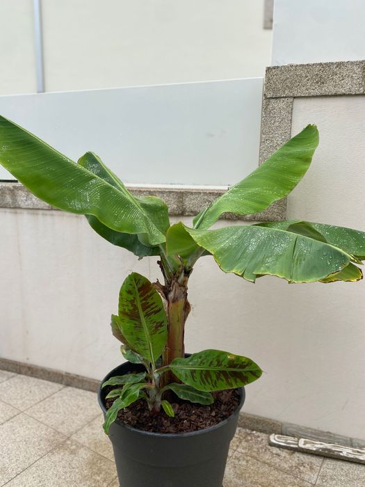 Bananeira „Musa Dwarf Cavendish“ com 3 rebentos