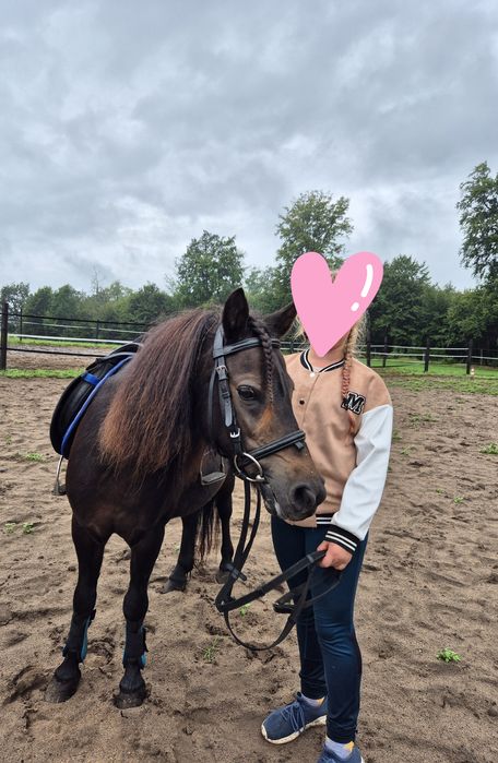 Sprzedam lub wymienię na auto terenowe z hakiemklacz kucyka około 110c