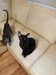 Peterbald kocurek orientalny gotowy do zmiany domku