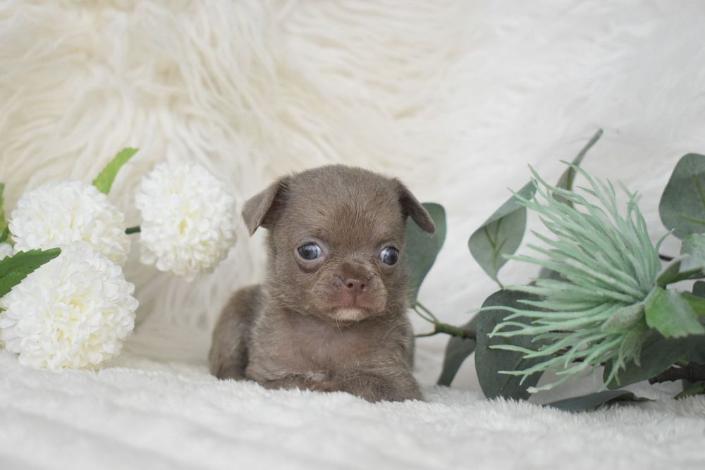 Chihuahua .Cabeça de maçã. Menina  Lilac de olhos azuis.