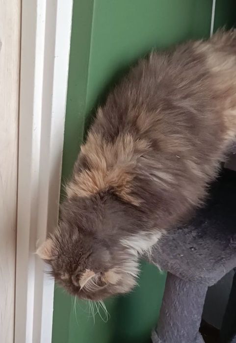 Kotka perska aktualne