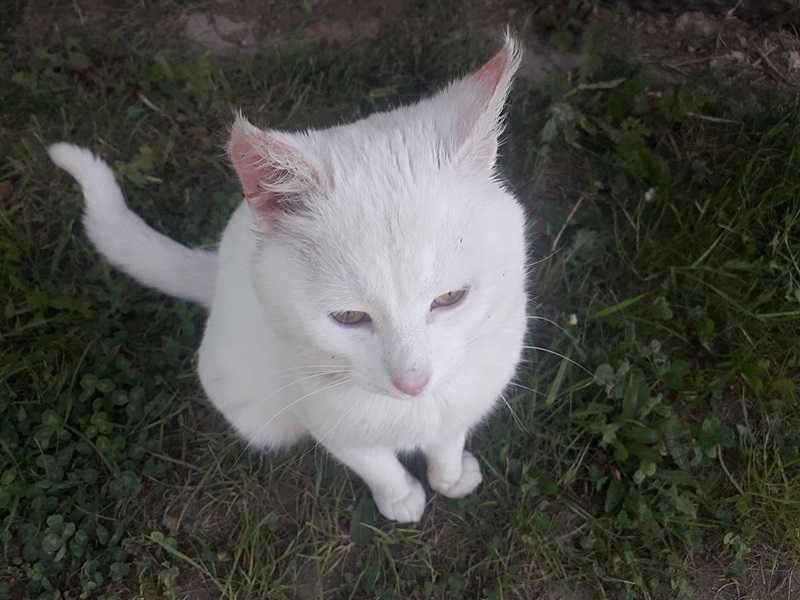 biały, głuchy kot szuka odpowiedzialnych opiekunów