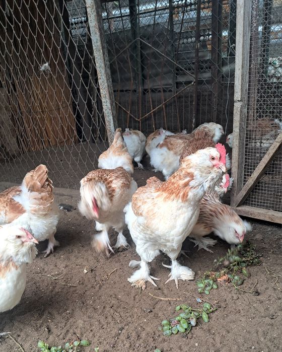 Півні породи Фавероль