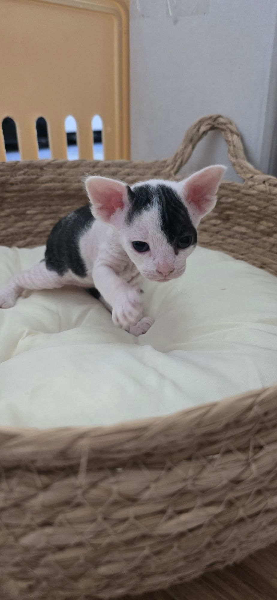 WCF Don Sphynx  kotek