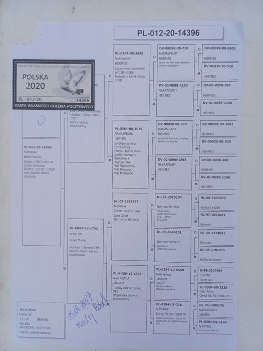 Gołębie pocztowe
