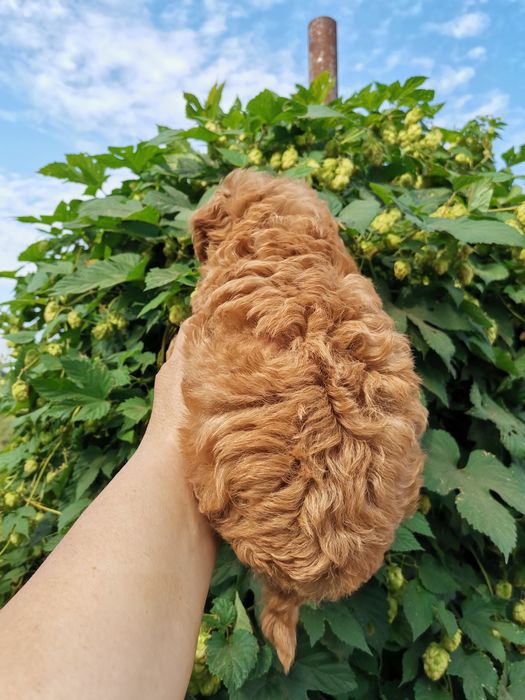 Мальтипу разноцветние разний возраст