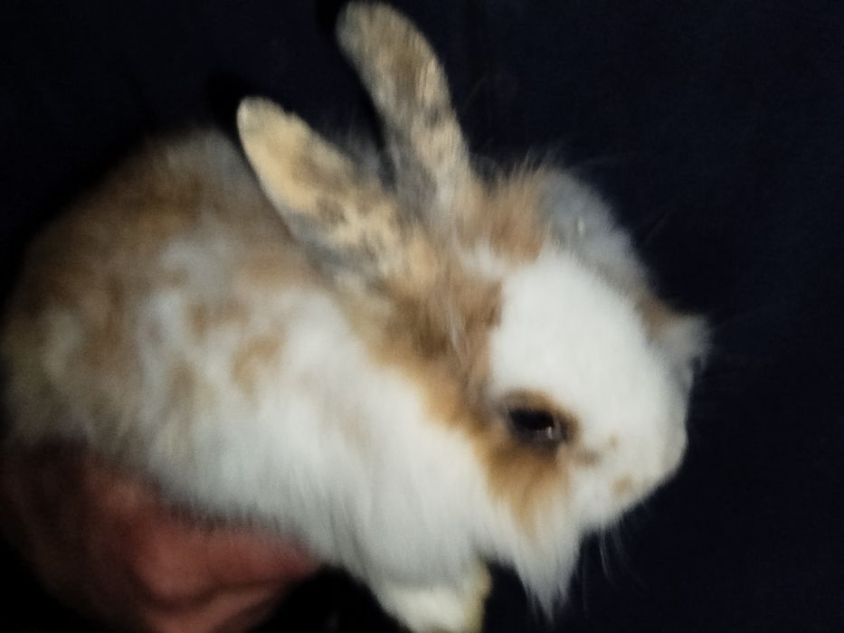 Miniatury króliczków angora i karzełek Tedy